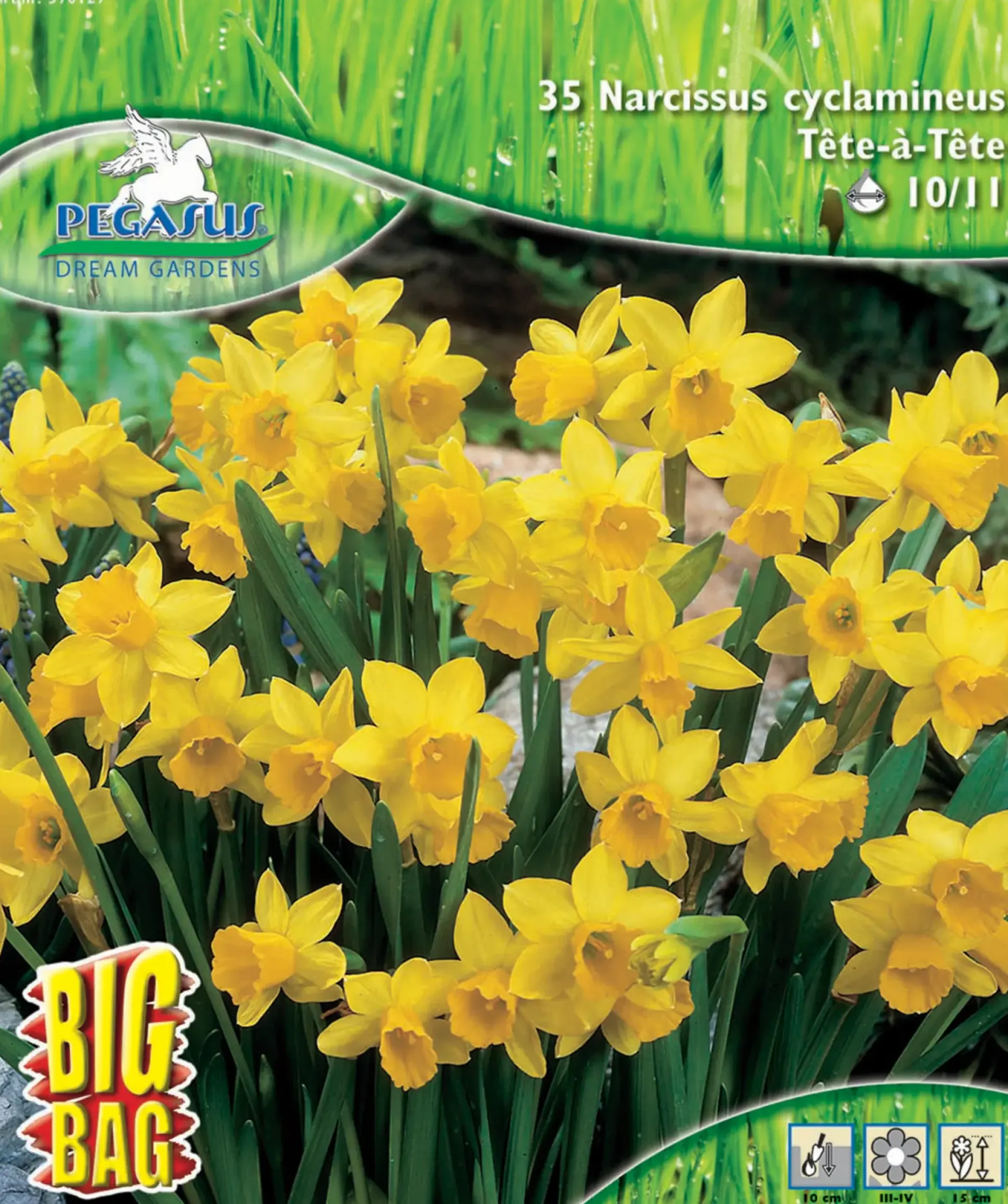 Pegasus Herbstblumenzwiebel Big Bag Narzisse Tête à Tête 35 Stück