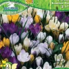 Pegasus Herbstblumenzwiebel Big Bag Botanische Krokus Mischung 50 Stück