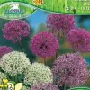 Pegasus Herbstblumenzwiebel Big Bag Allium Zierlauch Mischung 25 Stück
