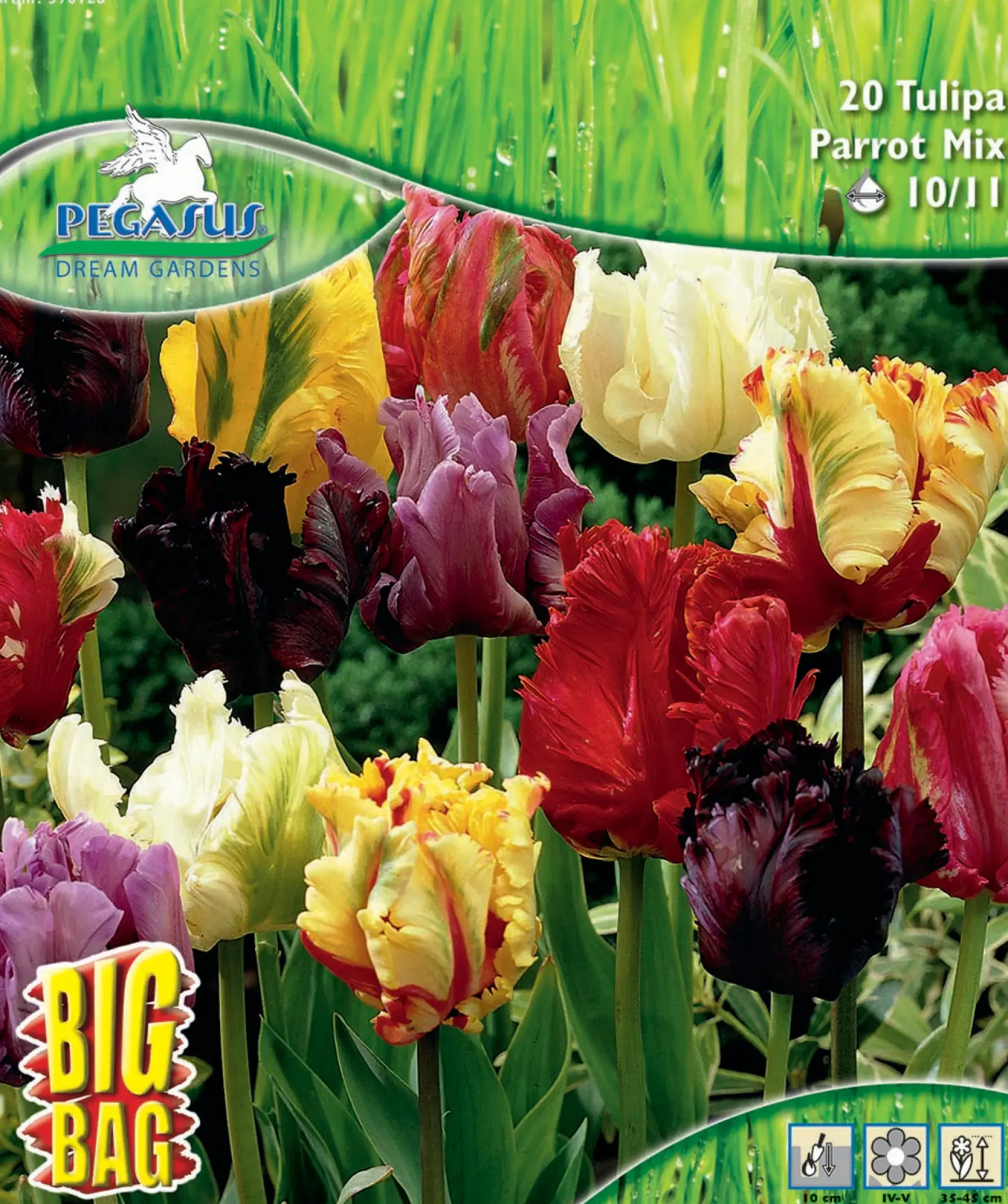 Pegasus Herbstblumenzwiebel Big Bag Papagei-Tulpen Mischung 20 Stück
