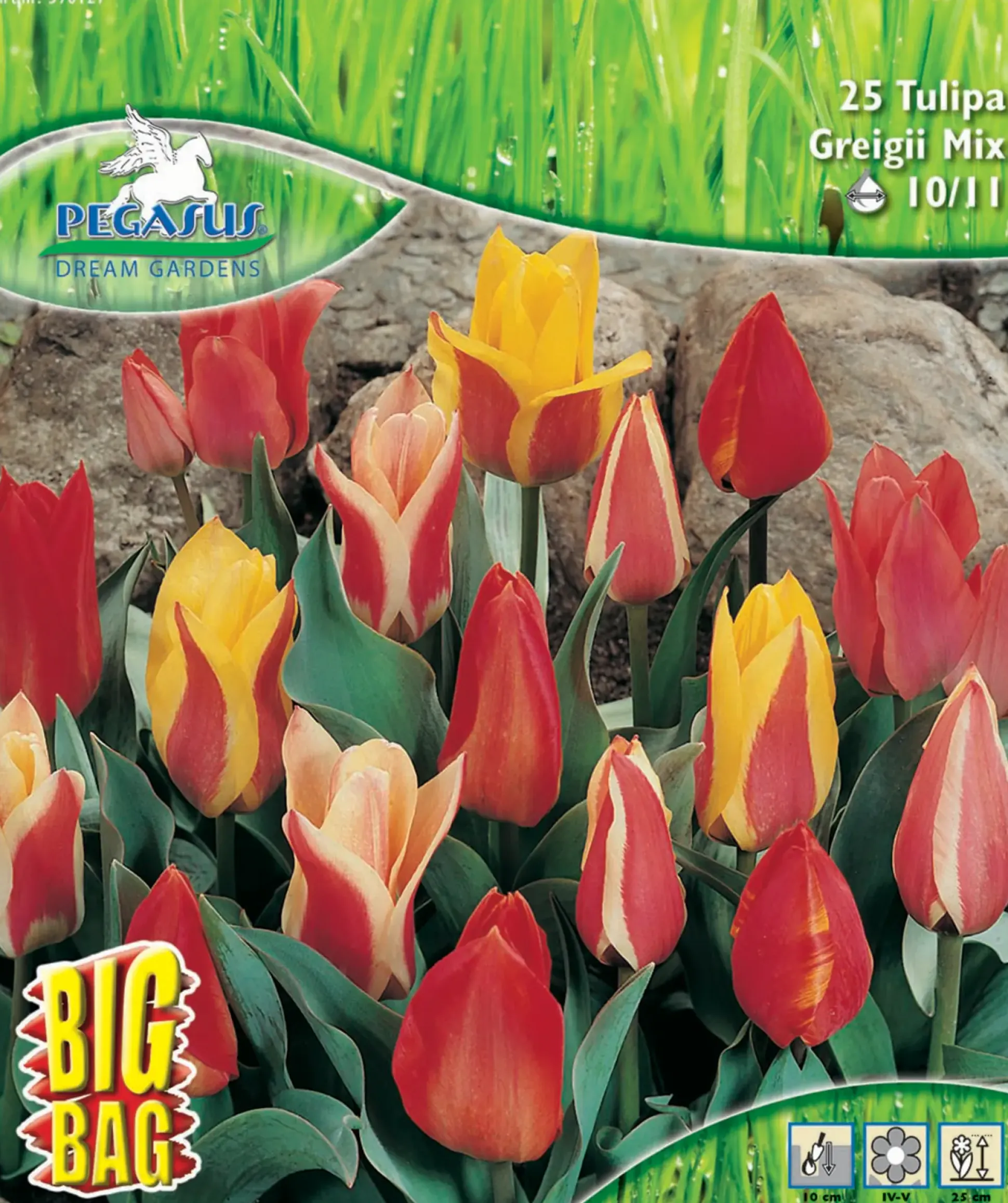 Pegasus Herbstblumenzwiebel Big Bag Botanische Tulpen Mischung 25 Stück