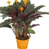 Pfeilblatt Calathea Crocata H ca. 40 cm 14 cm Topf