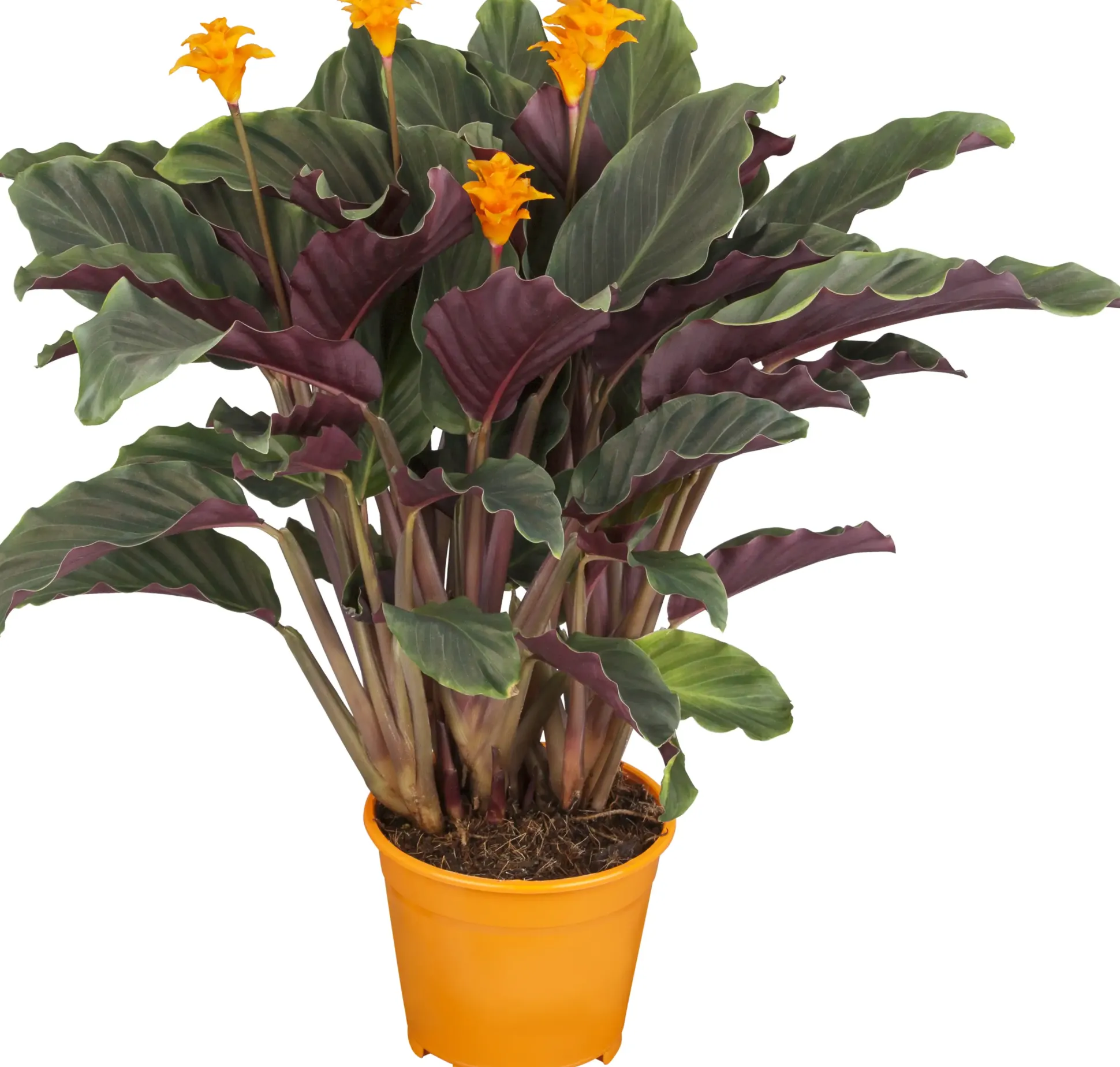 Pfeilblatt Calathea Crocata H ca. 40 cm 14 cm Topf