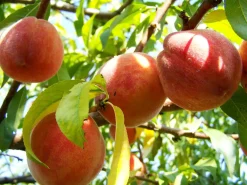 Pfirsichbaum Amsden 7,5 L Container