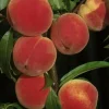 Pfirsichbaum Dixired 7,5 L Container