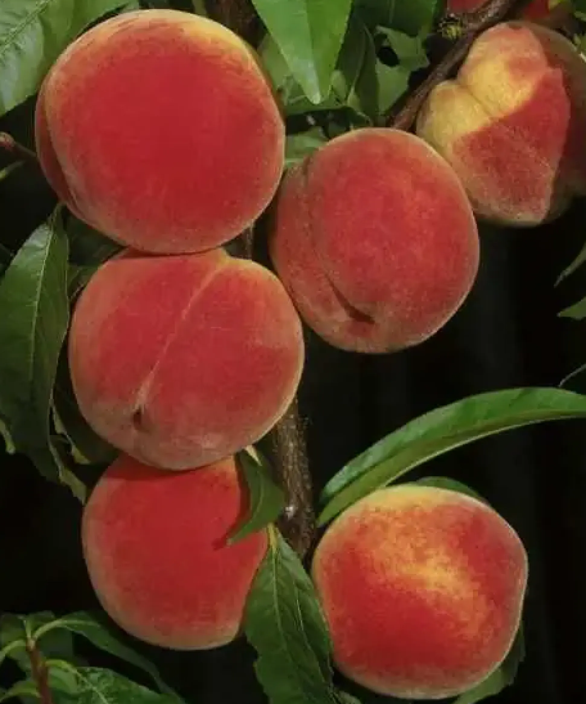 Pfirsichbaum Dixired 7,5 L Container