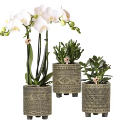 Pflanzenarrangement Orchidee und Sukkulenten Binti Grey