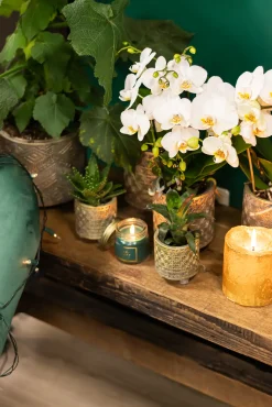 Pflanzenarrangement Orchidee und Sukkulenten Binti Grey