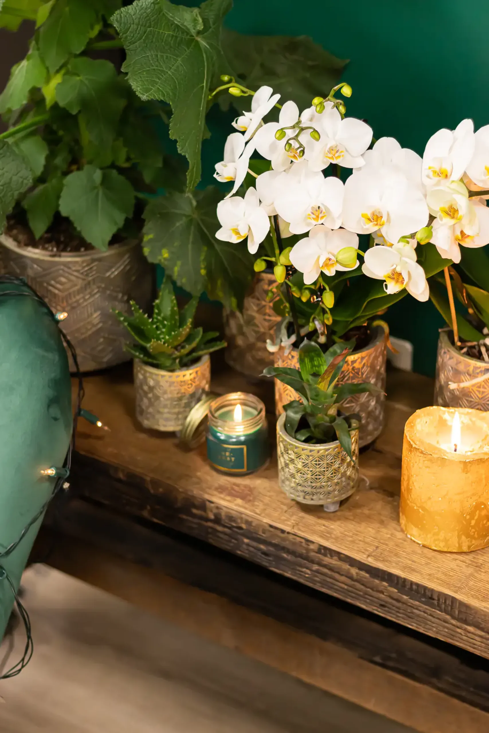 Pflanzenarrangement Orchidee und Sukkulenten Binti Grey