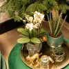 Pflanzenarrangement Orchidee und Sukkulent in Twisted Green Keramik