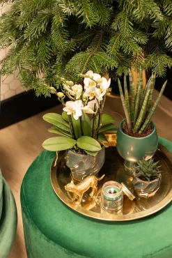 Pflanzenarrangement Orchidee und Sukkulent in Twisted Green Keramik