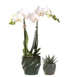 Pflanzenarrangement Orchidee und Sukkulent in Twisted Green Keramik