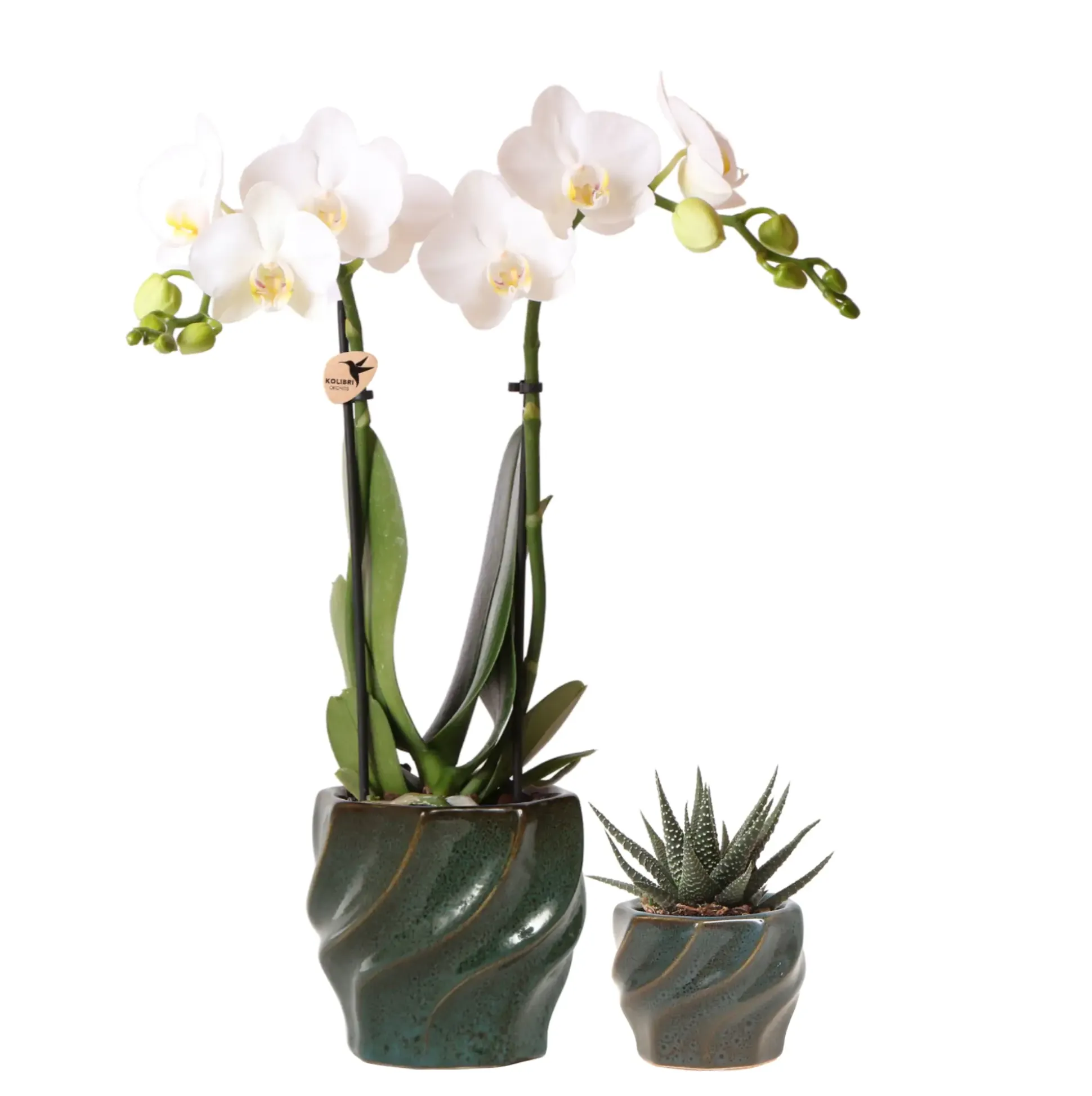 Pflanzenarrangement Orchidee und Sukkulent in Twisted Green Keramik