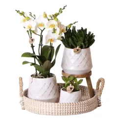 Pflanzenarrangement Orchidee und Sukkulenten Bohemian White