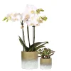 Pflanzenarrangement Orchidee und Sukkulent in Flame Gold Keramik