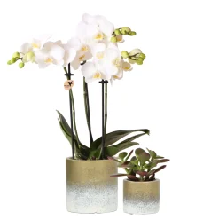 Pflanzenarrangement Orchidee und Sukkulent in Flame Gold Keramik