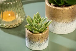 Pflanzenarrangement Orchidee und Sukkulent in Flame Gold Keramik