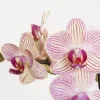Pflanzenarrangement Orchidee rosa 2-Trieber in Marrakesh Keramik