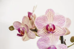 Pflanzenarrangement Orchidee rosa 2-Trieber in Marrakesh Keramik