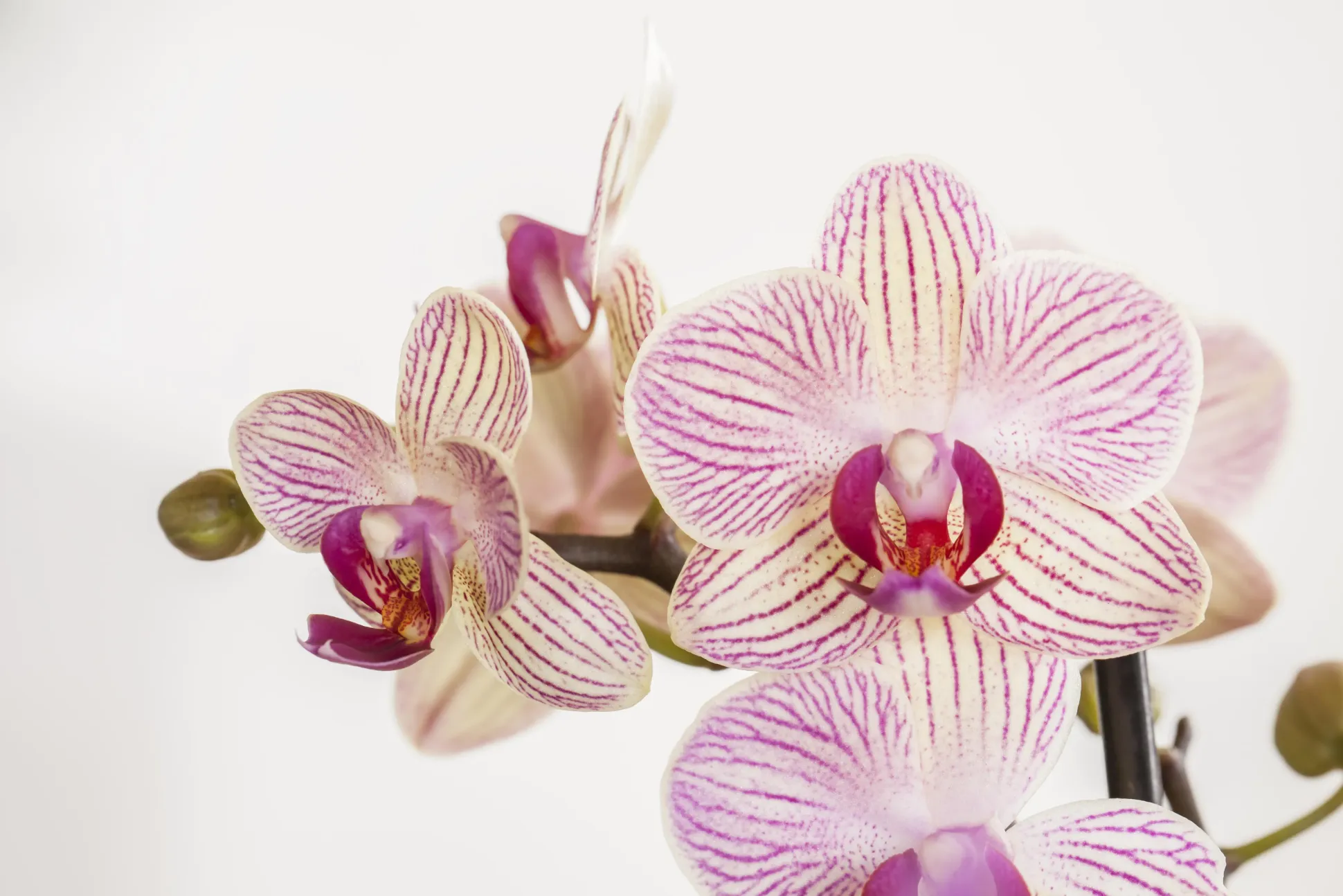 Pflanzenarrangement Orchidee rosa 2-Trieber in Marrakesh Keramik