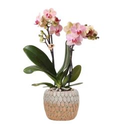 Pflanzenarrangement Orchidee rosa 2-Trieber in Marrakesh Keramik