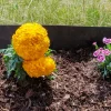 Premium Garden Wurzelsperre für Rasenkanten 10 m x 20 cm