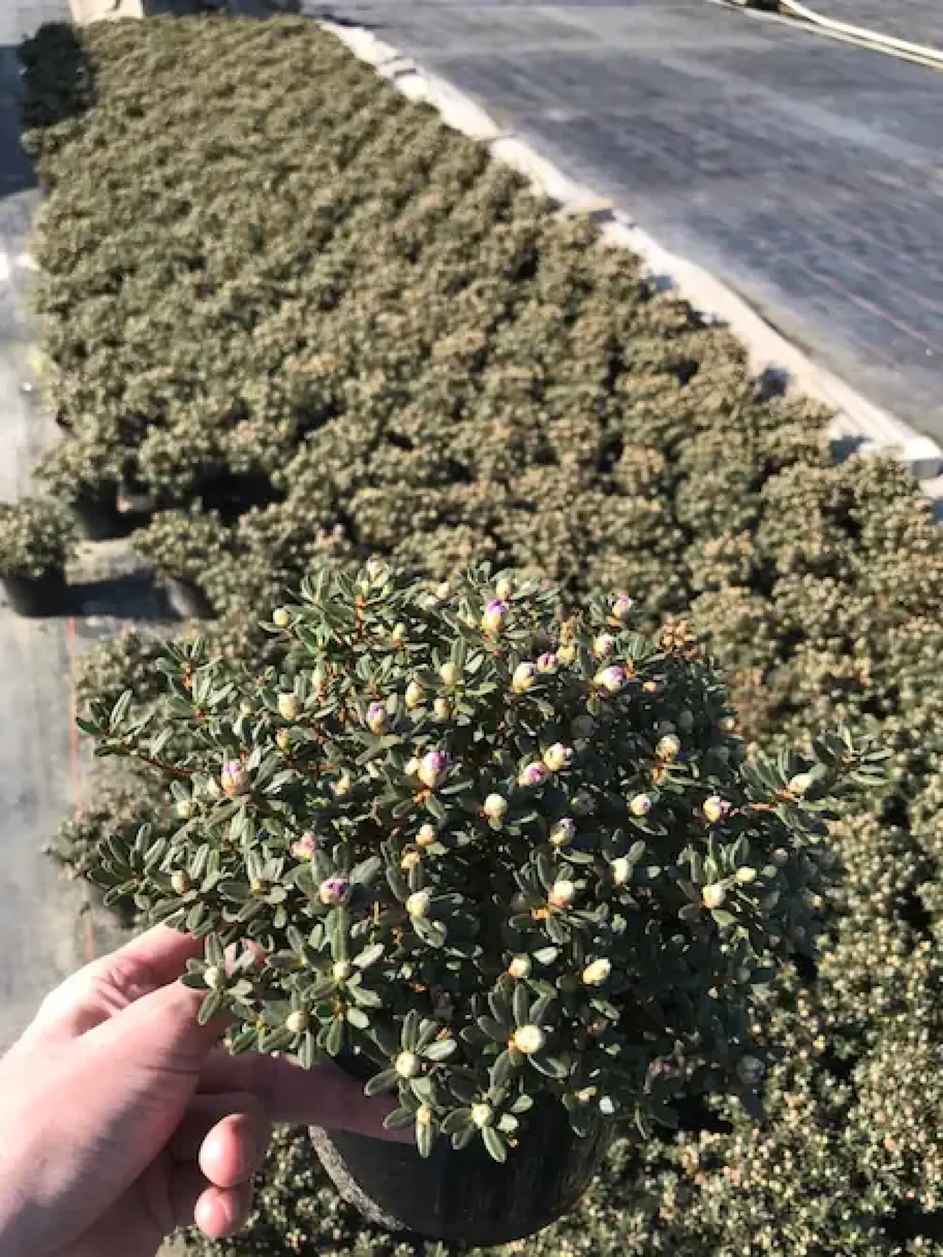 Rhododendron 2 L Container