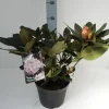 Rhododendron 4 l Container