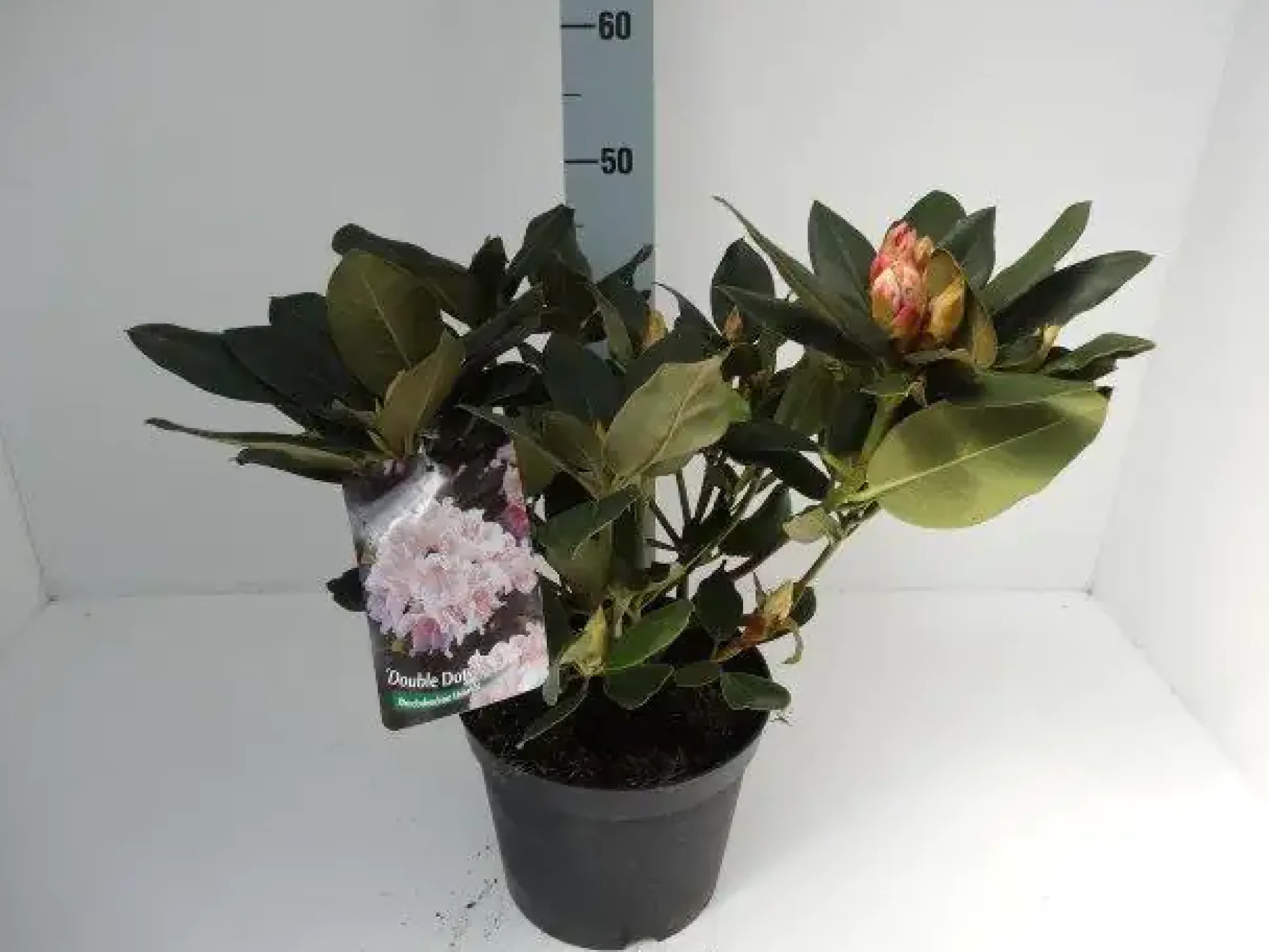 Rhododendron 4 l Container