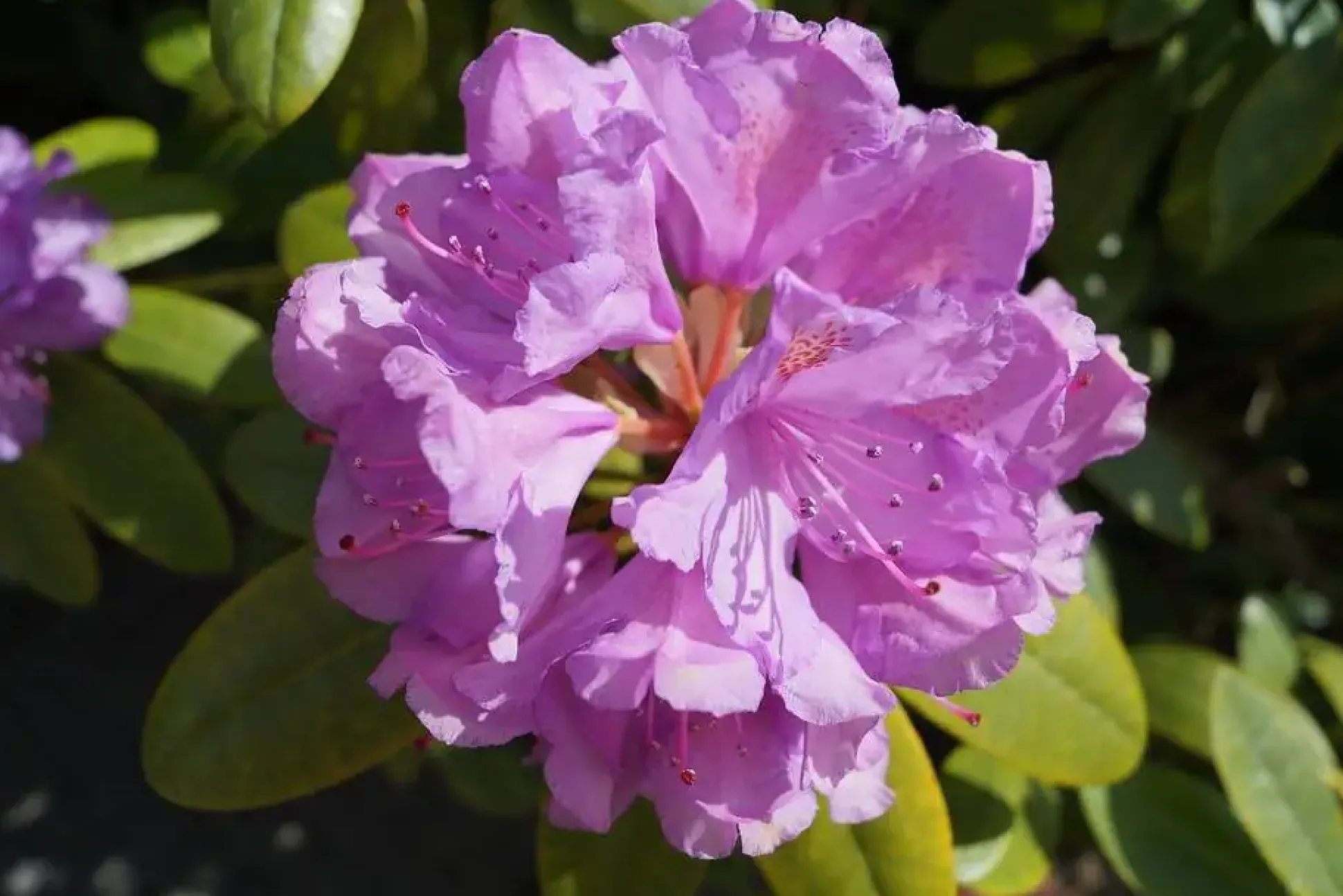 Rhododendron Catawbiense Grandiflorum 5 l Container