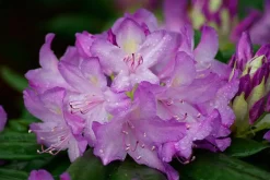 Rhododendron Catawbiense Grandiflorum 5 l Container