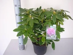 Rhododendron Catawbiense Grandiflorum 5 l Container