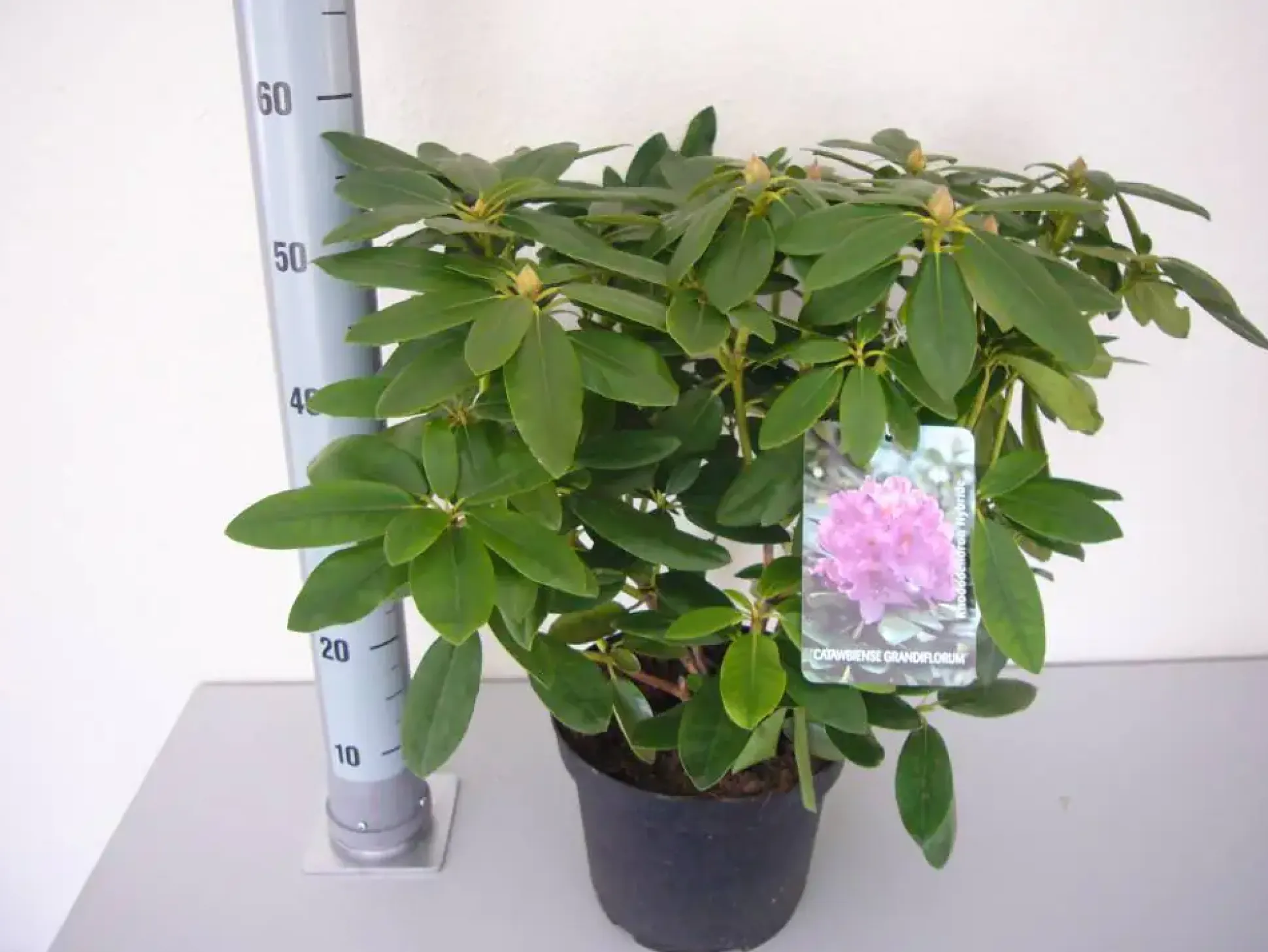 Rhododendron Catawbiense Grandiflorum 5 l Container