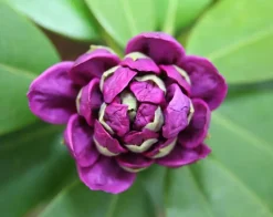 Rhododendron Catawbiense Grandiflorum 5 l Container