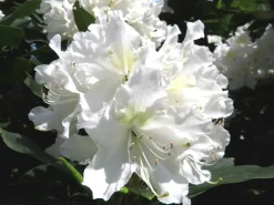 Rhododendron Cunningham's White 5 l Container