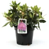 Rhododendron Goldflimmer 5 l Container
