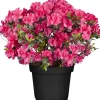 Rhododendron H 15- 20 cm 2 L Container