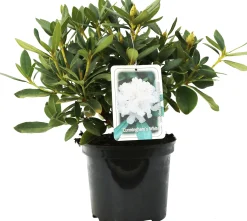 Rhododendron H ca 30 cm 5 l Container