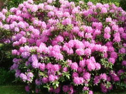 Rhododendron H ca 30 cm 5 l Container
