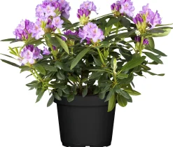 Rhododendron H ca 30 cm 5 l Container