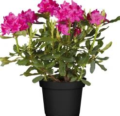 Rhododendron H ca 30 cm 5 l Container