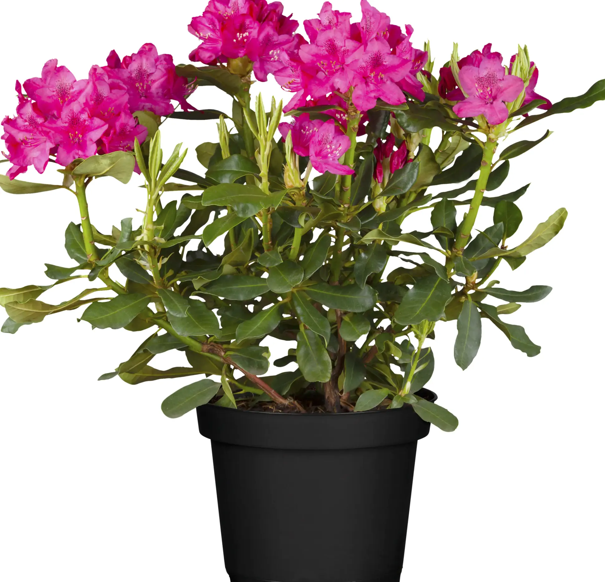Rhododendron Hybriden in Sorten H ca 40 - 50 cm 5 l Container