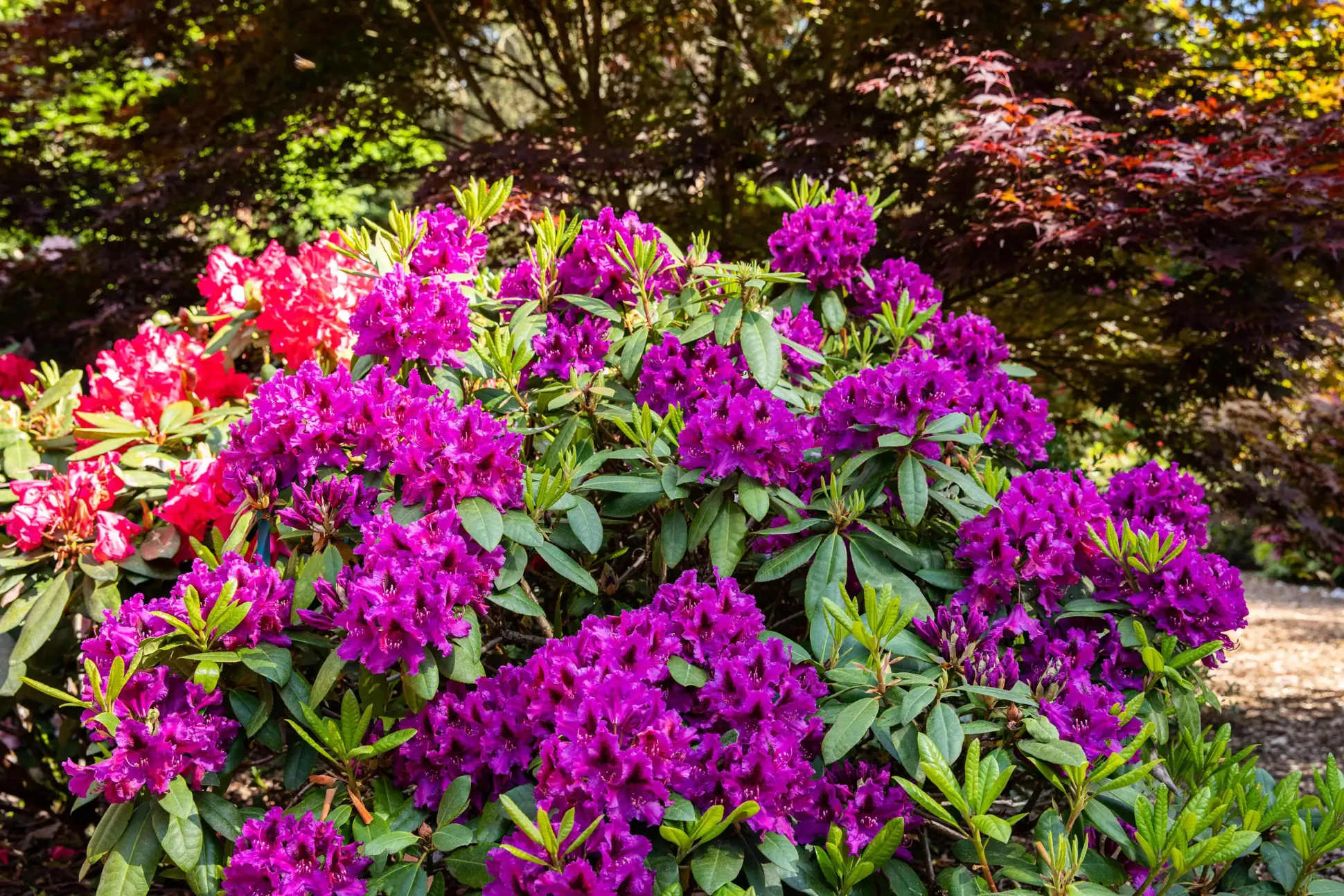 Rhododendron Hybriden in Sorten H ca 40 - 50 cm 5 l Container