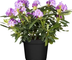 Rhododendron Hybriden in Sorten H ca 40 - 50 cm 5 l Container