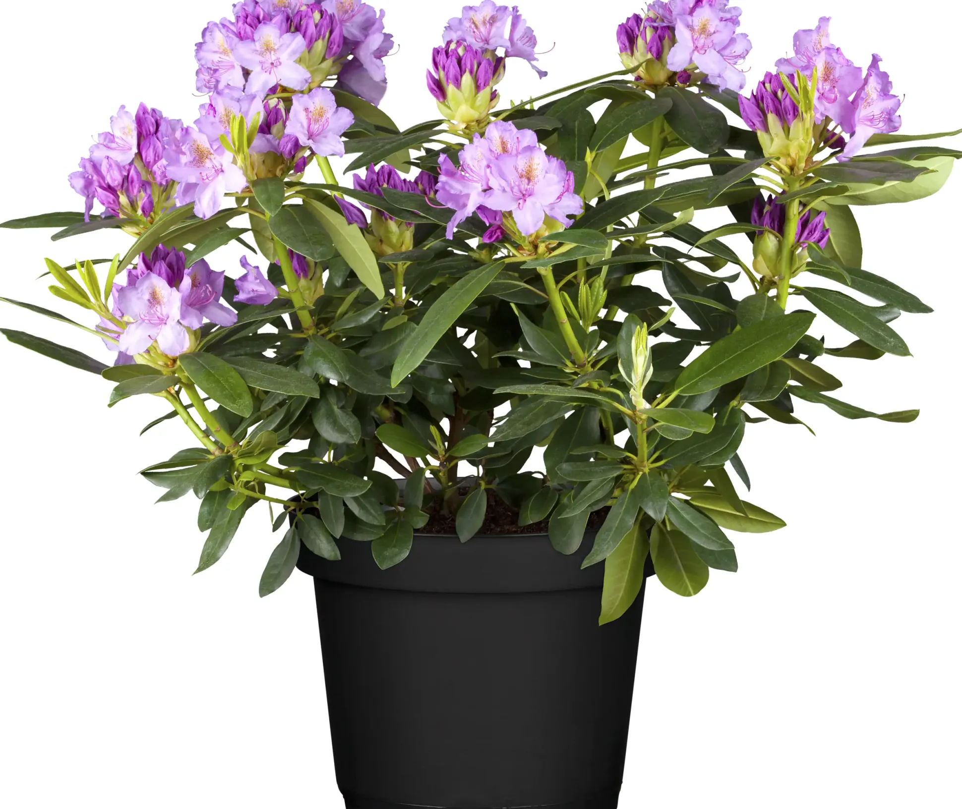 Rhododendron Hybriden in Sorten H ca 40 - 50 cm 5 l Container