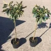 Rhododendron in Sorten 5 l Container