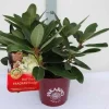 Rhododendron INKARHO ® gelbe Dufthecke 5 l Container
