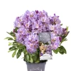Rhododendron INKARHO ® lila Dufthecke 5 l Container