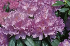 Rhododendron INKARHO ® lila Dufthecke 5 l Container