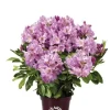 Rhododendron INKARHO ® rosa Dufthecke 5 l Container